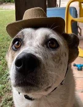 Cat's Trusty Sidekick Daisy